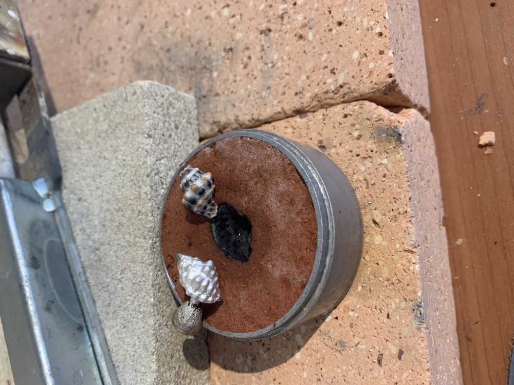 Hangertje geluksschelp in wording